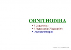 Ornithodira